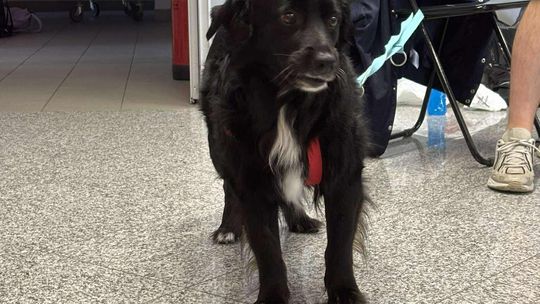 Psie-Bierane Psy-Witanie Lata w Chełmie [GALERIA ZDJĘĆ]