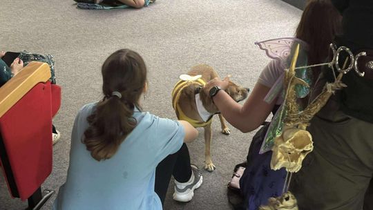 Psie-Bierane Psy-Witanie Lata w Chełmie [GALERIA ZDJĘĆ]