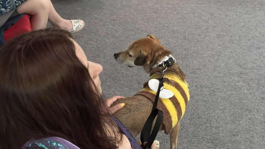 Psie-Bierane Psy-Witanie Lata w Chełmie [GALERIA ZDJĘĆ]