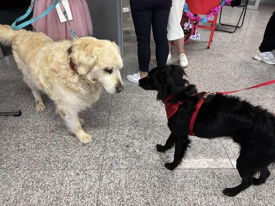 Psie-Bierane Psy-Witanie Lata w Chełmie [GALERIA ZDJĘĆ]