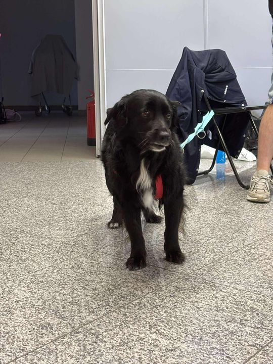 Psie-Bierane Psy-Witanie Lata w Chełmie [GALERIA ZDJĘĆ]