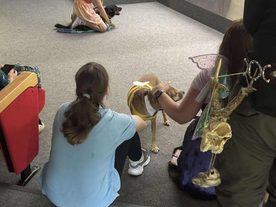 Psie-Bierane Psy-Witanie Lata w Chełmie [GALERIA ZDJĘĆ]