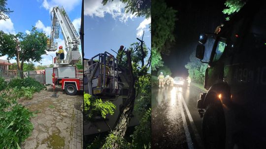 Nocna burza znów powalała drzewa w powiecie krasnostawskim i chełmskim. Strażacy usuwają skutki wichury [ZDJĘCIA]