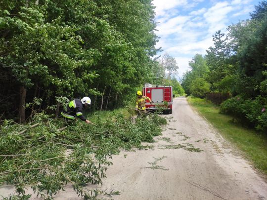 Nocna burza znów powalała drzewa w powiecie krasnostawskim i chełmskim. Strażacy usuwają skutki wichury [ZDJĘCIA]