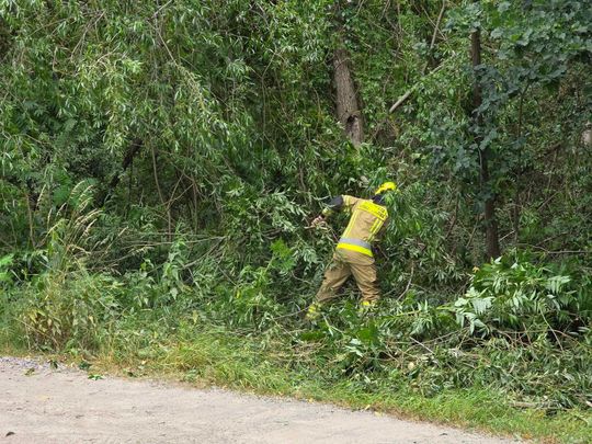 Nocna burza znów powalała drzewa w powiecie krasnostawskim i chełmskim. Strażacy usuwają skutki wichury [ZDJĘCIA]