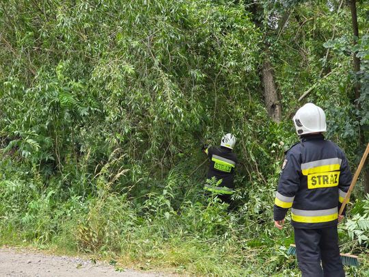 Nocna burza znów powalała drzewa w powiecie krasnostawskim i chełmskim. Strażacy usuwają skutki wichury [ZDJĘCIA]