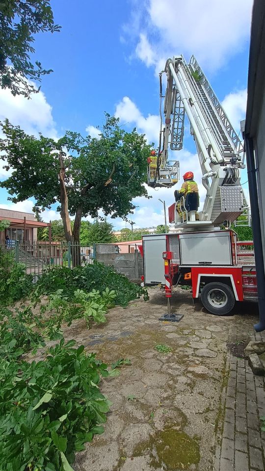 Nocna burza znów powalała drzewa w powiecie krasnostawskim i chełmskim. Strażacy usuwają skutki wichury [ZDJĘCIA]