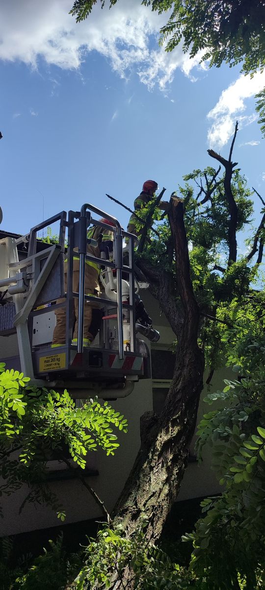 Nocna burza znów powalała drzewa w powiecie krasnostawskim i chełmskim. Strażacy usuwają skutki wichury [ZDJĘCIA]