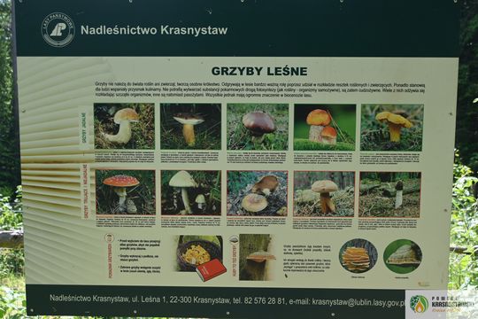 Pow. krasnostawski. Młodzieżowi radni podsumowali rok pracy [GALERIA ZDJĘĆ]