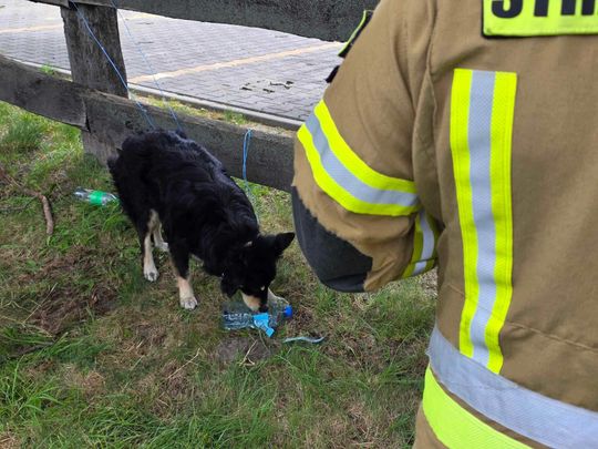 70-latka wjechała KIA do rowu w Urszulinie. Na szczęście nikt nie ucierpiał [ZDJĘCIA]