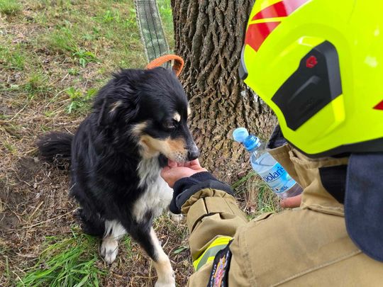 70-latka wjechała KIA do rowu w Urszulinie. Na szczęście nikt nie ucierpiał [ZDJĘCIA]
