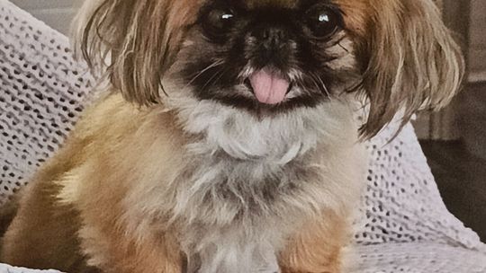 Uśmiechnięte "mordki" naszych Czytelników! Dzień Psa podsumowany! [GALERIA ZDJĘĆ]