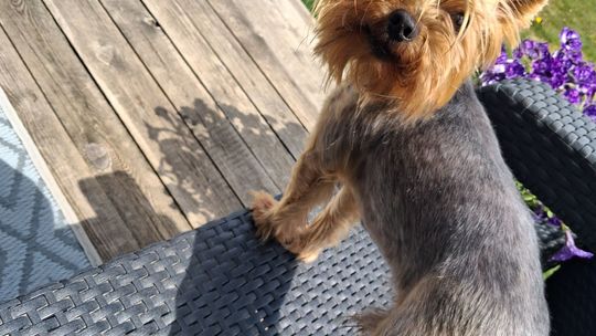 Uśmiechnięte "mordki" naszych Czytelników! Dzień Psa podsumowany! [GALERIA ZDJĘĆ]