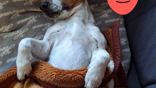 Uśmiechnięte "mordki" naszych Czytelników! Dzień Psa podsumowany! [GALERIA ZDJĘĆ]