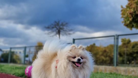 Uśmiechnięte "mordki" naszych Czytelników! Dzień Psa podsumowany! [GALERIA ZDJĘĆ]