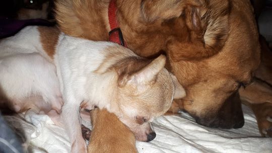 Uśmiechnięte "mordki" naszych Czytelników! Dzień Psa podsumowany! [GALERIA ZDJĘĆ]