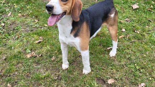 Uśmiechnięte "mordki" naszych Czytelników! Dzień Psa podsumowany! [GALERIA ZDJĘĆ]