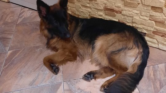 Uśmiechnięte "mordki" naszych Czytelników! Dzień Psa podsumowany! [GALERIA ZDJĘĆ]