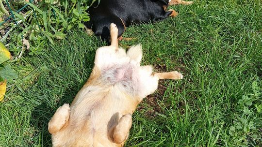 Uśmiechnięte "mordki" naszych Czytelników! Dzień Psa podsumowany! [GALERIA ZDJĘĆ]