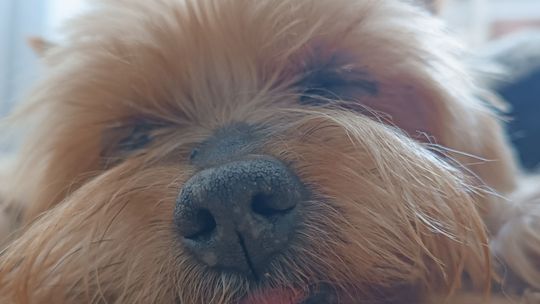 Uśmiechnięte "mordki" naszych Czytelników! Dzień Psa podsumowany! [GALERIA ZDJĘĆ]