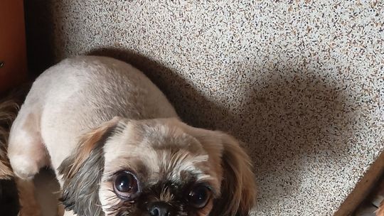 Uśmiechnięte "mordki" naszych Czytelników! Dzień Psa podsumowany! [GALERIA ZDJĘĆ]