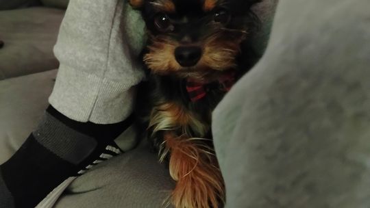 Uśmiechnięte "mordki" naszych Czytelników! Dzień Psa podsumowany! [GALERIA ZDJĘĆ]