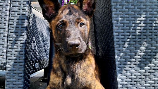 Uśmiechnięte "mordki" naszych Czytelników! Dzień Psa podsumowany! [GALERIA ZDJĘĆ]