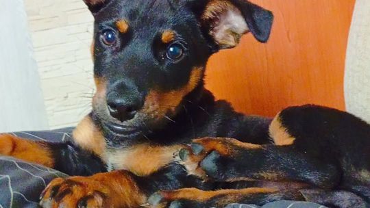 Uśmiechnięte "mordki" naszych Czytelników! Dzień Psa podsumowany! [GALERIA ZDJĘĆ]