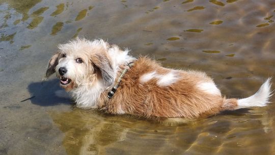 Uśmiechnięte "mordki" naszych Czytelników! Dzień Psa podsumowany! [GALERIA ZDJĘĆ]