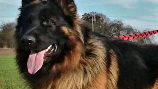 Uśmiechnięte "mordki" naszych Czytelników! Dzień Psa podsumowany! [GALERIA ZDJĘĆ]