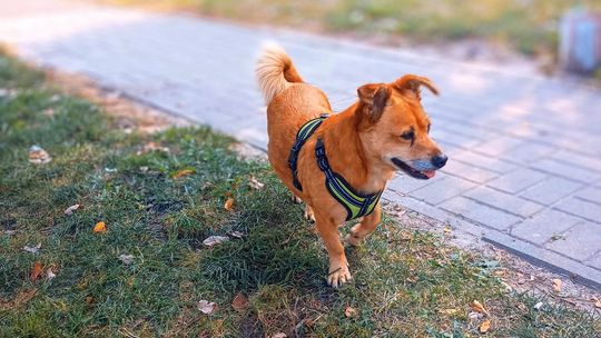 Uśmiechnięte "mordki" naszych Czytelników! Dzień Psa podsumowany! [GALERIA ZDJĘĆ]