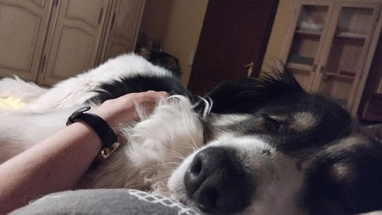 Uśmiechnięte "mordki" naszych Czytelników! Dzień Psa podsumowany! [GALERIA ZDJĘĆ]