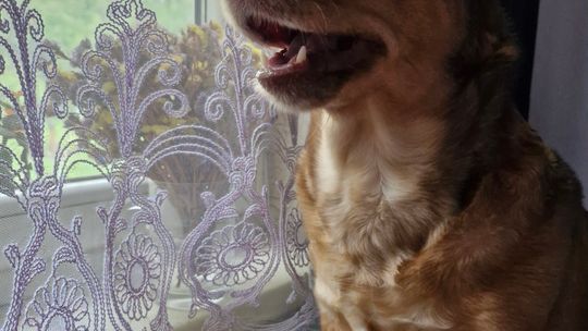 Uśmiechnięte "mordki" naszych Czytelników! Dzień Psa podsumowany! [GALERIA ZDJĘĆ]