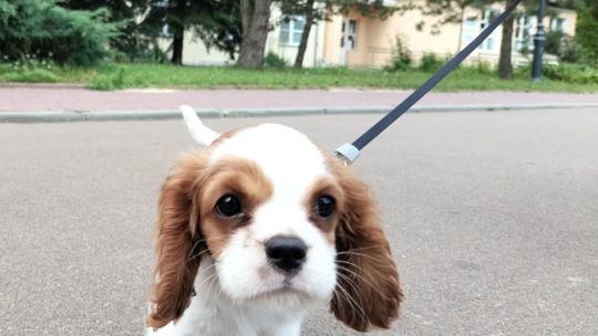 Uśmiechnięte "mordki" naszych Czytelników! Dzień Psa podsumowany! [GALERIA ZDJĘĆ]