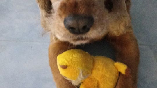 Uśmiechnięte "mordki" naszych Czytelników! Dzień Psa podsumowany! [GALERIA ZDJĘĆ]