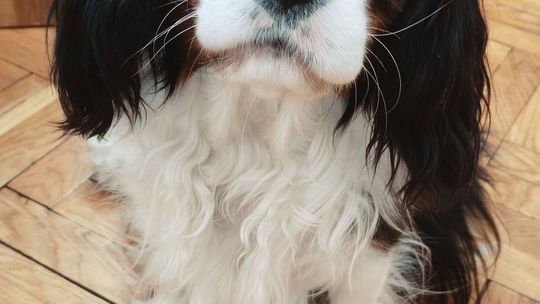 Uśmiechnięte "mordki" naszych Czytelników! Dzień Psa podsumowany! [GALERIA ZDJĘĆ]