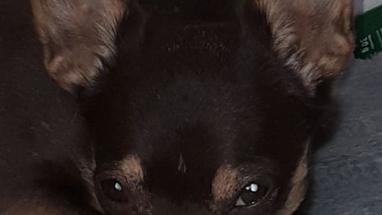 Uśmiechnięte "mordki" naszych Czytelników! Dzień Psa podsumowany! [GALERIA ZDJĘĆ]