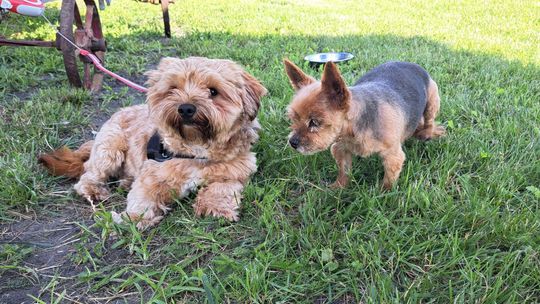 Uśmiechnięte "mordki" naszych Czytelników! Dzień Psa podsumowany! [GALERIA ZDJĘĆ]