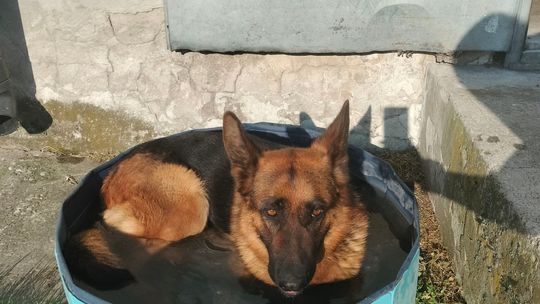 Uśmiechnięte "mordki" naszych Czytelników! Dzień Psa podsumowany! [GALERIA ZDJĘĆ]