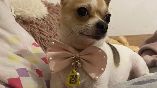 Uśmiechnięte "mordki" naszych Czytelników! Dzień Psa podsumowany! [GALERIA ZDJĘĆ]