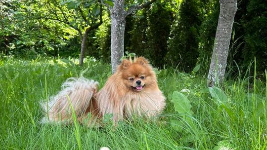 Uśmiechnięte "mordki" naszych Czytelników! Dzień Psa podsumowany! [GALERIA ZDJĘĆ]