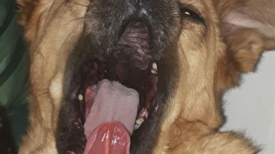 Uśmiechnięte "mordki" naszych Czytelników! Dzień Psa podsumowany! [GALERIA ZDJĘĆ]