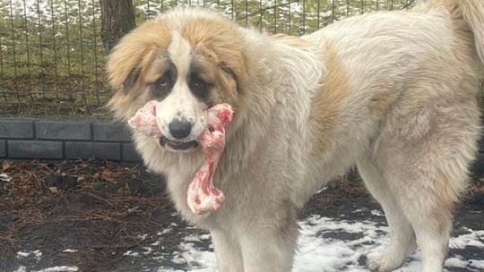 Uśmiechnięte "mordki" naszych Czytelników! Dzień Psa podsumowany! [GALERIA ZDJĘĆ]