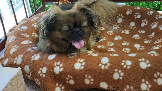 Uśmiechnięte "mordki" naszych Czytelników! Dzień Psa podsumowany! [GALERIA ZDJĘĆ]