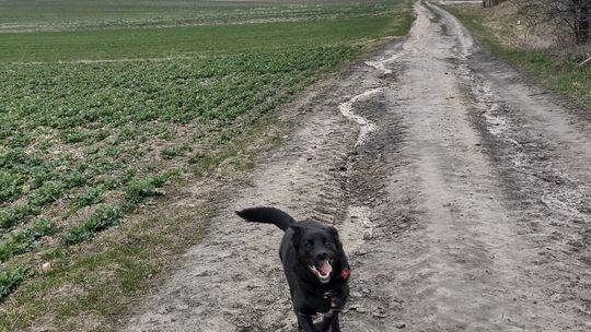 Uśmiechnięte "mordki" naszych Czytelników! Dzień Psa podsumowany! [GALERIA ZDJĘĆ]