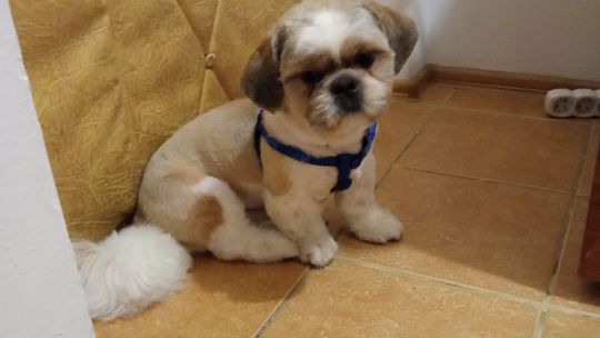 Uśmiechnięte "mordki" naszych Czytelników! Dzień Psa podsumowany! [GALERIA ZDJĘĆ]