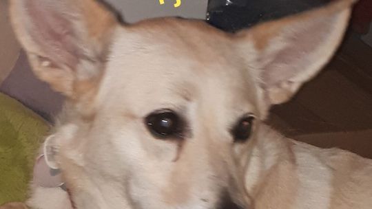 Uśmiechnięte "mordki" naszych Czytelników! Dzień Psa podsumowany! [GALERIA ZDJĘĆ]