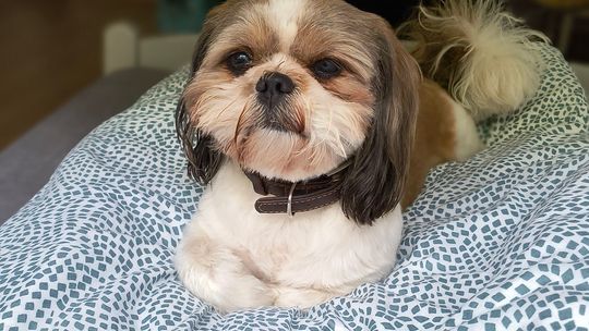 Uśmiechnięte "mordki" naszych Czytelników! Dzień Psa podsumowany! [GALERIA ZDJĘĆ]