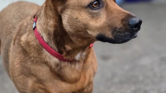 Uśmiechnięte "mordki" naszych Czytelników! Dzień Psa podsumowany! [GALERIA ZDJĘĆ]