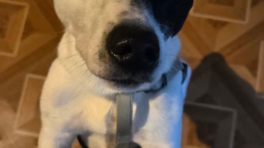 Uśmiechnięte "mordki" naszych Czytelników! Dzień Psa podsumowany! [GALERIA ZDJĘĆ]